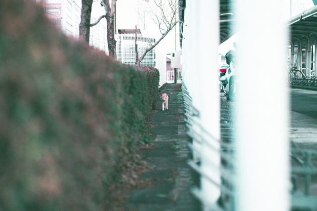 駐輪場 猫