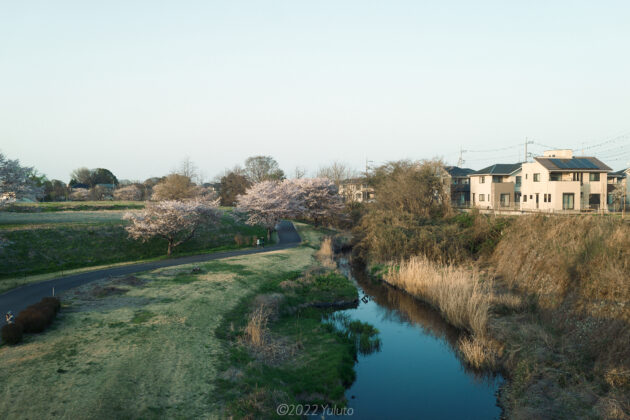 ゆうゆうパーク 桜