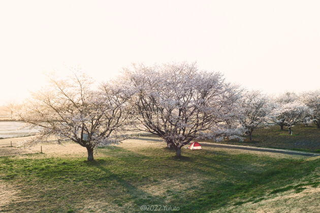 ゆうゆうパーク 桜