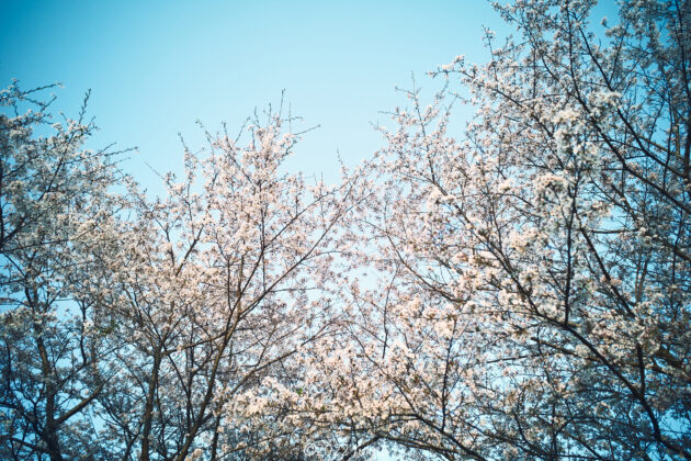 ゆうゆうパーク 桜