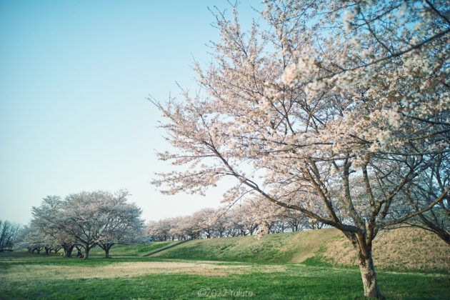 ゆうゆうパーク 桜